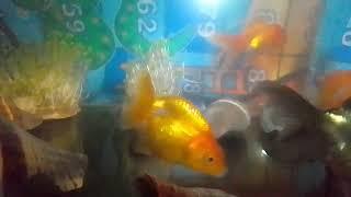 @Aquaticlife Videsh's pet fishes journey #aquaticlife #goldfish #4kvideo