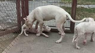 DOGO ARGENTINO family