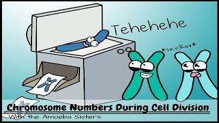 Chromosome Numbers During Division: Demystified!