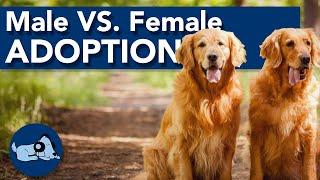 Male vs. Female Dog Adoption!