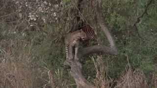 Leopard Hunt Shawu Productions