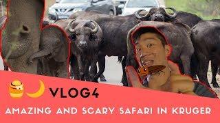 AMAZING & SCARY African Safari Self-Drive Experience at Kruger National Park | Honeymoon VLOG 4