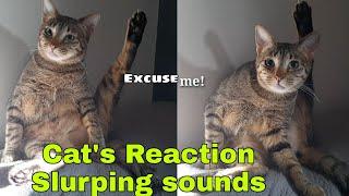 A cat Priceless reaction to slurping noise sounds #catslurp#slurping#catslifeph