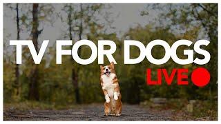 24/7 TV FOR DOGS - ENTERTAIN YOUR DOG ALL DAY LONG!