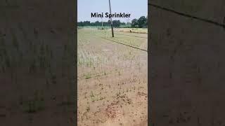 #Mini Sprinklers #sprinklersystem