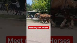 How to drive Horse Taxi ? #viral