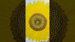 #해바라기그림#해바라기 나는 해바라기를 그린다 (Elis koh의 signature sunflower)