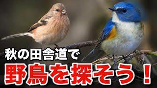 クマタカの飛翔を目撃！バードウォッチングで学ぶ野鳥の生態～