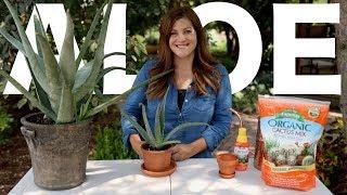 Aloe Vera Care Guide! // Garden Answer