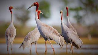 Sarus crane | Asia wildlife