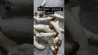 Various melmac penis envy phenotypes