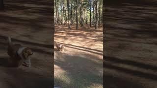 Funny dog #dronevideo #familydog