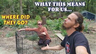 THE GOOD, THE BAD, & THE GOATS | goats, vlog, couple, life, tiny house, homesteading, off-grid, rv |