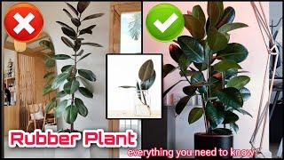 Make your Rubber plant bushy | Cutting and Propagating Rubber Fig | Everything about Rubber Plant 