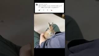 【質問】6歳のうさぎは抱っこできますか？ #rabbit #bunny #ウサちゃん回答箱