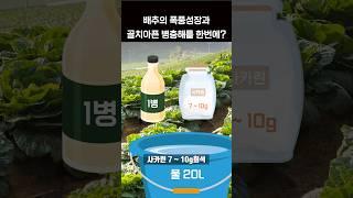 배추 폭풍성장과 병충해를 한번에 해결하세요 1분 농사정보 #shortsvide