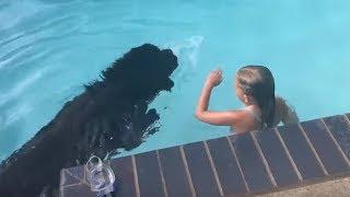 Newfoundland dog displays water rescue instincts