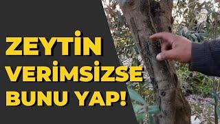 Yaşlı ve Verimsiz Zeytin Ağaçları İçin Ne Yapılmalı?  #tropikaltopraktv #tarım #zeytinağacı #zeytin