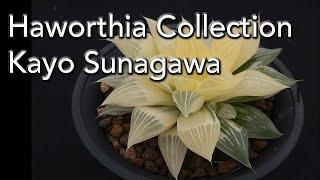 Haworthia Collection and New Hybrids - From  Korea and China -  Kayo Sunagawa