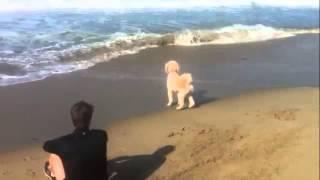 Bella Kai's first time at the beach!