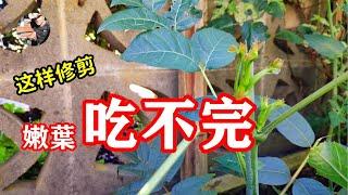 香椿好吃叶难摘！如何修剪和矮化香椿树？嫩芽多的吃不完 【如何种植香椿】