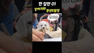 강아지가 엄마한테 한입만 달라고 했더니 / 시장에 가면 기절하는 강아지 / 강아지반응  #강아지  #전통시장 #정선5일장 #시장구경