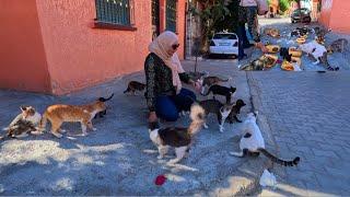 Want a cat siege, stop by this orange house.