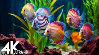 Aquarium 4K VIDEO (ULTRA HD) - Amazing Beautiful Coral Reef Fish - Sleep Relaxing Meditation Music