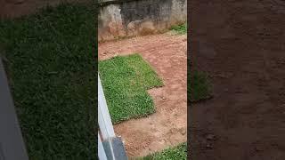 Grama são carlos