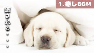 犬も音楽でリラックス｜犬が寝るように設計されているBGM【癒し効果あり】