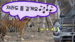 [4K] 태범이는 퇴근하고 싶다궁! 먼저 좀 실례할게요  (태범 무궁 백두대간 호랑이  korea tiger) #태범, #무궁, #한국호랑이