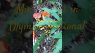 Mushrooms in Olympic National Park,  Ozette Triangle trail, Cape Alava