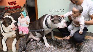 Dangerous Pitbull Protect little baby  | Mafia The Pitbull