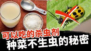 种菜防虫除虫系列3：天然无毒杀虫剂硅藻土 | 教你如何使用最安全有效的杀虫剂，家庭种菜不生虫