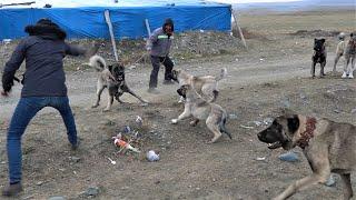 GERİ VİTES YAPMADILAR HEPSİ BİRDEN DALDI ! BU ANADOLU ÇOBAN KÖPEKLERİ VE YAVRULARINI GÖRMENİZ LAZIM