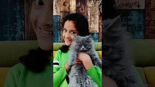my cats 