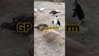 GP agro firm#fancypigeon