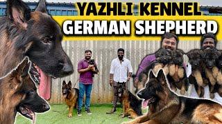 Cheapest ஜெர்மன் ஷெப்பர்ட் Dog Kennel | Yazhli Kennel Coimbatore | Puppies for sale