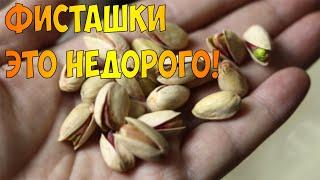 Фисташки - это недорого! Где купить дешевые орехи?