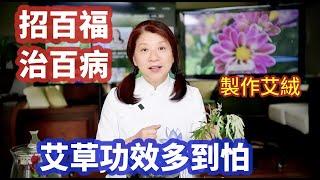 （414）【治百病】"艾草功效"多到你怕~~~！最簡單方便的吃法！如何自制艾绒 千万不要扔了你种的艾草 太有用了 Homemade Moxa！Joanna澳洲生活