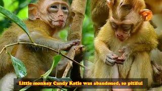 The poorest monkey, Candy Katie, was abandoned by her owner and is always afraid of everything