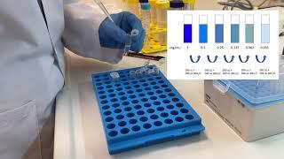 10 - Bradford Assay