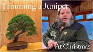 Corins Juniper Day Off - Greenwood Bonsai