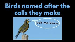 BIRDS NAMED AFTER THEIR CALLS OR SONGS