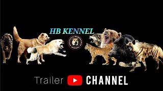 What Is " HB.Kennel " Channel ?