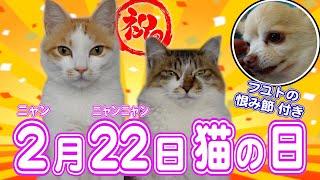 ２月２２日はニャンニャンニャン！〜猫の日を坂上家ニャンコ軍団と祝おう！〜