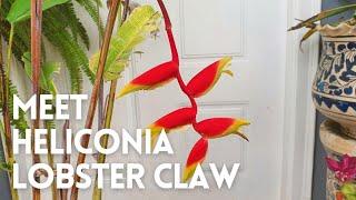 How to Grow Heliconia Rostrata in a Pot | Heliconia Lobster Claw