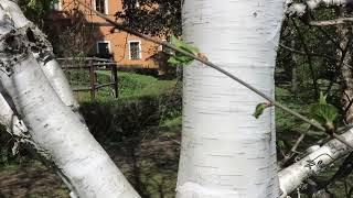 Betula jacquemontii bříza Jacquemontova