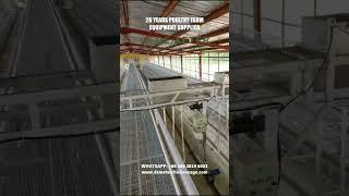 Auto Layer Chicken Cage with Feeding System for Commercial Farms in Lusaka Zambia #chickencage