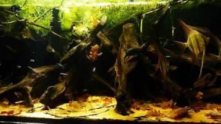 HD video - 530L Pterophyllum altum tank